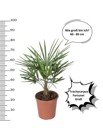 OH2 2er-Set: Trachycarpus fortunei Groß in Grün