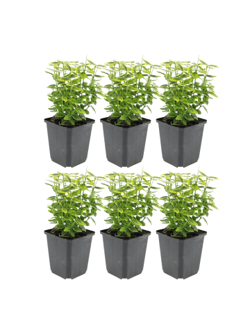 NatureNest 6er: Set Euonymus Emerald n Gold Pflanzen in Gelb