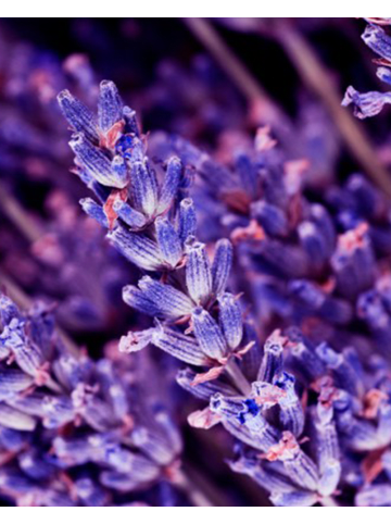 Yodeyma Eau de Parfum Oud Gem 50 ml orientalischer Duft