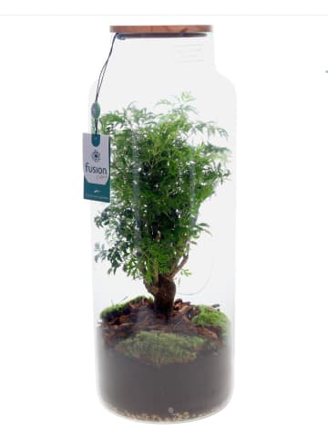 MeinVIPShop  Green Flaschengarten 55cm XXL