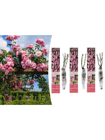 GARDENZO 3er-Set: Kletterrosen in Rosa