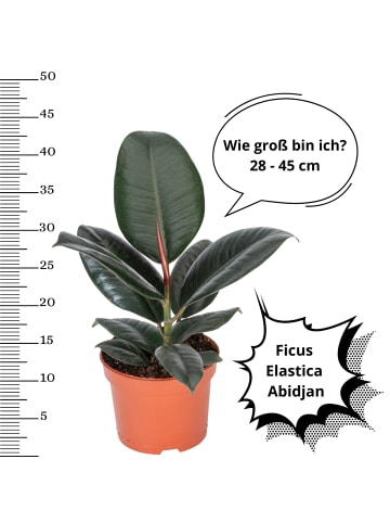 OH2 3er-Set: Ficus Exklusiv Set in Grün