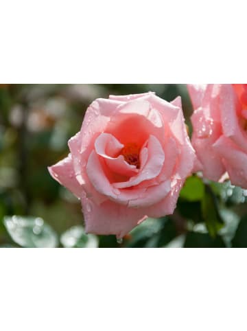 GARDENZO 3er-Set: Großblütige Rosen in Rosa