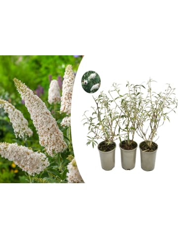 GARDENZO 3er-Set: Schmetterlingspflanzen Davidii in Weiß