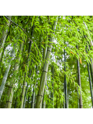 NatureNest 3 Bambuspflanzen in Grün Topf 14 cm Höhe 30 cm