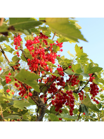 NatureNest Stachelbeeren Set 3 Ribes uva crispa bio