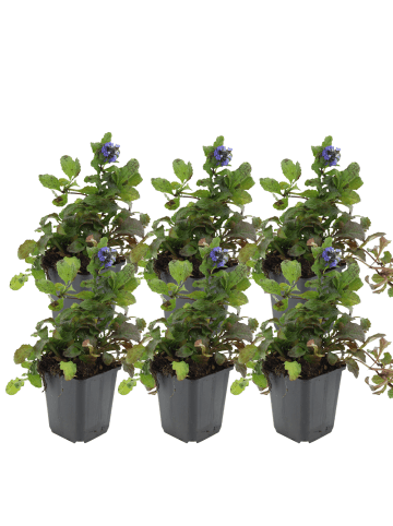 NatureNest 6er: Set Ajuga reptans Pflanzen in Grün