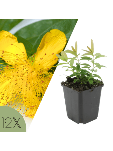 NatureNest 12er: Set Hypericum calycinum Pflanzen in Gelb