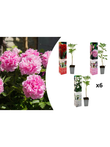 OH2 6-er: Set Pfingstrose (Paeonia lactiflora) in Mischung