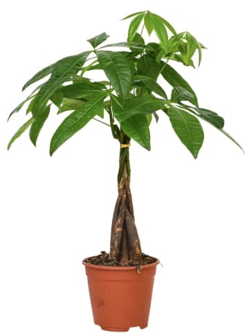 MeinVIPShop Pachira 50 cm Zimmerpflanze