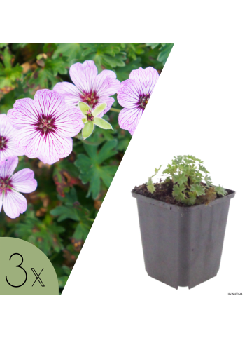 NatureNest 3er-Set: Geranium cinereum Ballerina Staude in Rosa