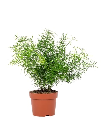 MeinVIPShop Asparagus densiflorus 'Sprengeri' Zimmerpflanze