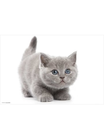 Tischsetmacher.de Schreibtischunterlage "Süße graue Katze" in Grau (L)60 x (B)40