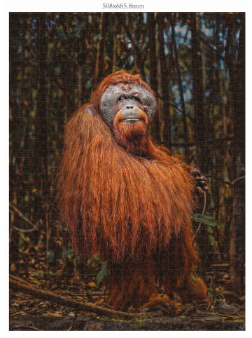 Carletto AMBASSADOR - Orang-Utan 1000 Teile (Donal Boyd)