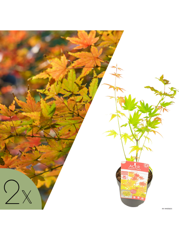 NatureNest 2er: Set Acer shirasawanum Moonrise Ahornpflanze in Gelb