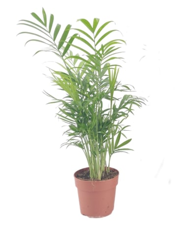 MeinVIPShop 3 x Bergpalme 40cm Zimmerpflanze