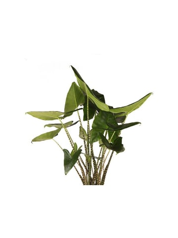 MeinVIPShop Pfeilblatt Alocasia zebrina 90cm XXL Zimmerpflanze