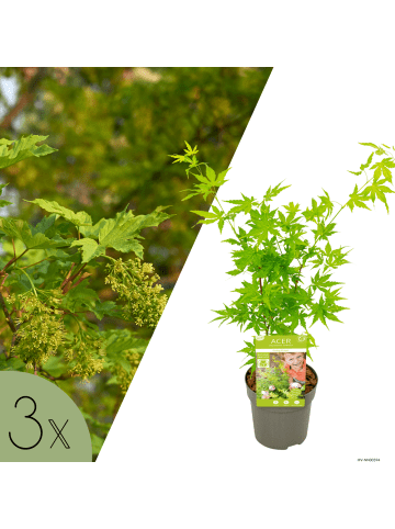 NatureNest 3er: Set Acer palmatum Going Green in Grün Topf 10,5 cm Höhe 20 cm