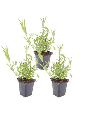 NatureNest 3 Verbena bonariensis Pflanzen in Lila Topf 9 cm Höhe 15 cm