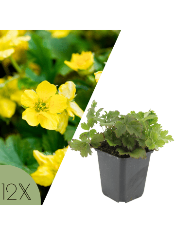 NatureNest Golderdbeere Set 12 Waldsteinia ternata winterhart