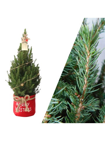NatureNest Weihnachtsbaum mit Beleuchtung Starlight in Xmas Bag rot