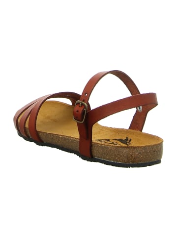 Plakton Sandalen in Braun