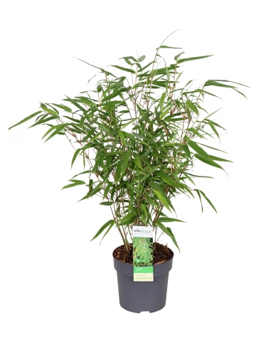 MeinVIPShop Drachenkopf Bambus 50cm XXL Fargesia rufa 