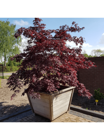 NatureNest Acer palmatum Black Lace Ahornpflanze in Rot Topf 19 cm Höhe 50 cm