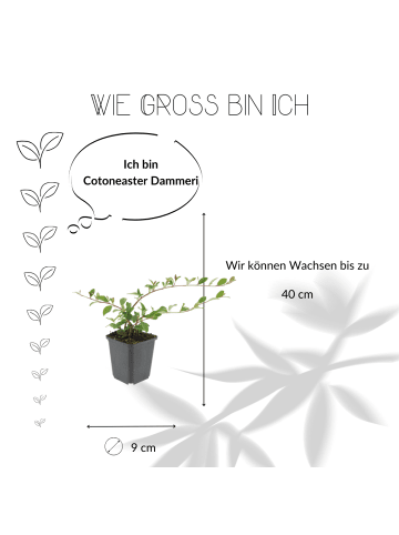 NatureNest 3 Zwergmispel pflanzen  Cotoneaster dammeri 