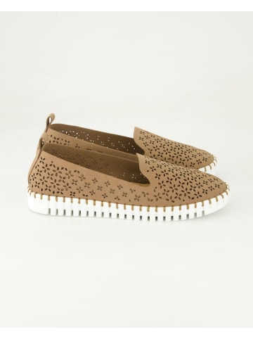 Terry Slipper in Braun