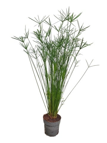 MeinVIPShop Papyrusgras Zimmerpflanze XXL 60 cm hoch Palme ECHTE Pflanze