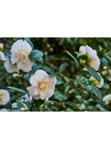 GARDENZO 2er-Set: Kamelienstrauch "Japanische Rose" XL in Weiss