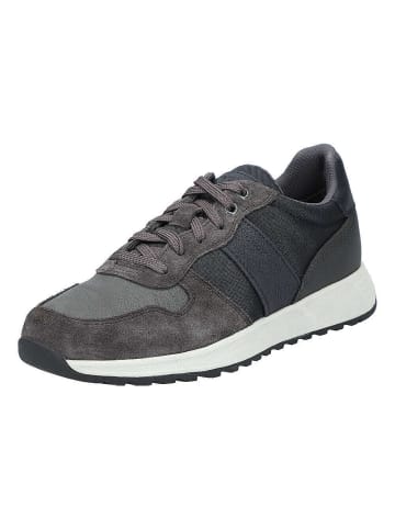 Geox Sneaker U Molveno in navy/anthracite