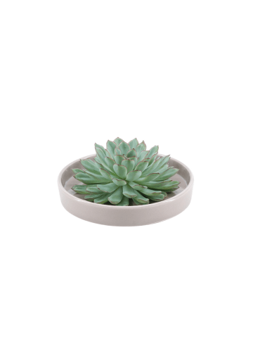 NatureNest Echeveria Pulidonis kompakte Sukkulente in taupe Keramikschale