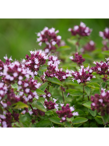 NatureNest 3er: Set Origanum laevigatum Herrenhausen Pflanzen in Lila