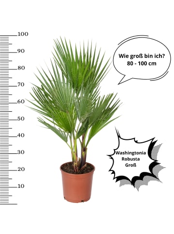 OH2 2er-Set: Washingtonia robusta Groß in Grün