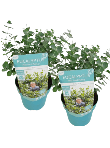NatureNest 2er: Set Eucalyptus websteriana Botanic Hearts in Grün 