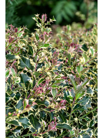 OH2 3er-Set Ilex aquifolium 'Argentea Marginata in Grün