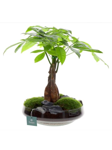 MeinVIPShop Glückskastanie 55cm im Glas
