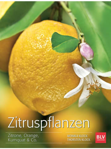 BLV Zitruspflanzen | Zitrone, Orange, Kumquat & Co.