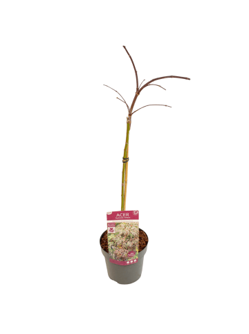NatureNest Acer palmatum Cascade Crimson Ahorn Hochstamm in Rot