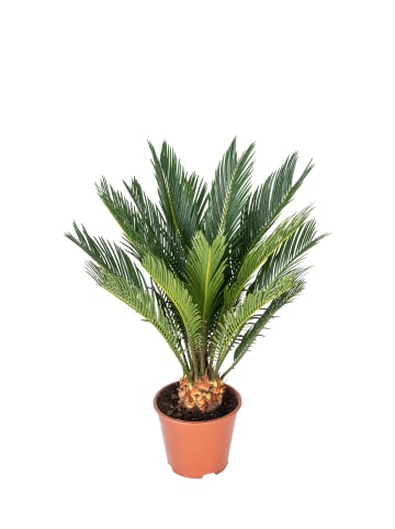 GARDENZO Japanische Cycas-Palme
