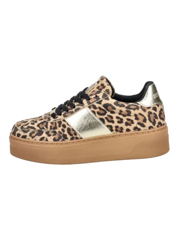 Steve Madden Sneaker in Leopard