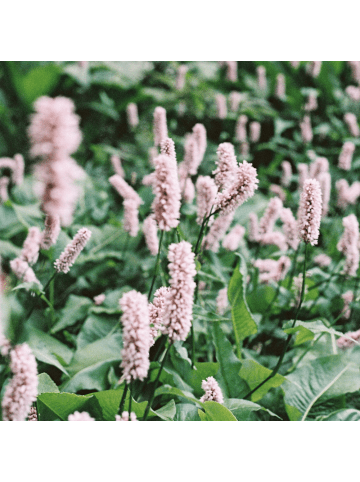 NatureNest 3er-Set: Phlox subulata Emerald Cushion Staude mehrjährig in Blau