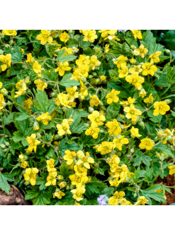 NatureNest 6 Goldbeere-Pflanzen  Waldsteinia ternata  