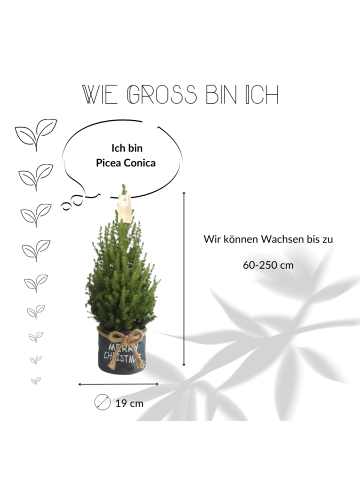 NatureNest Weihnachtsbaum in Xmas Bag blau 