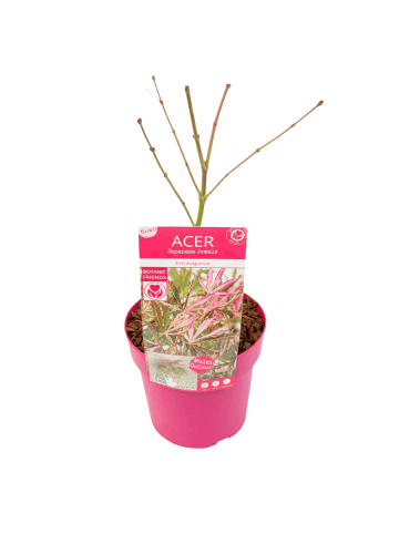 NatureNest Acer palmatum Extravaganza Ahornpflanze in Grün Topf 19 cm Höhe 50 cm