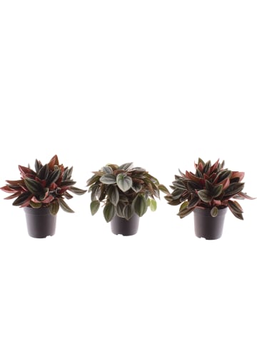 MeinVIPShop Peperomia red gemischt 3er Set Zimmerpflanze
