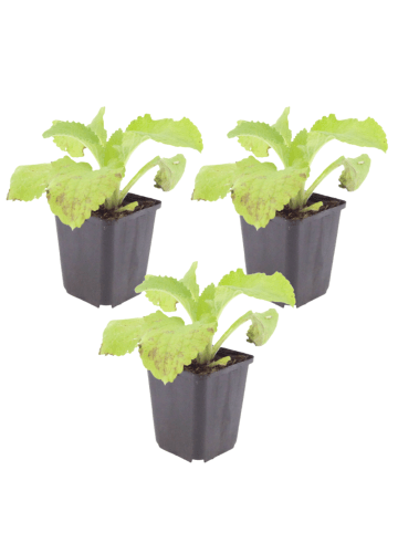 NatureNest 3er-Set: Digitalis purpurea Staude bienenfreundlich in Violett