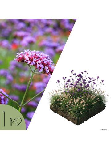 NatureNest 9 Beetpaket Stella Pflanzen in Grün Topf 9 cm Höhe 15 cm